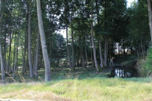 Waldgrundstück mit Fischteich in Eggendorf im Traunkreis